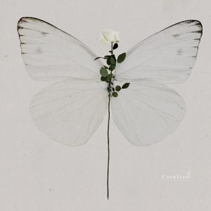 collage mariposa rosa