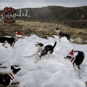 collage postal perro navidad