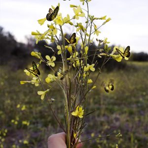 mariposas ramo